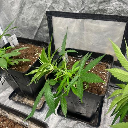 Gelato 41. Seedstockers
