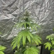 Barcelona Puff. Seedstockers