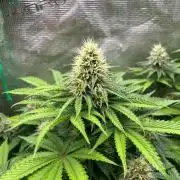 Wedding Cake. RoyalQueenSeeds