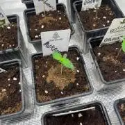 Hulkberry. RoyalQueenSeeds