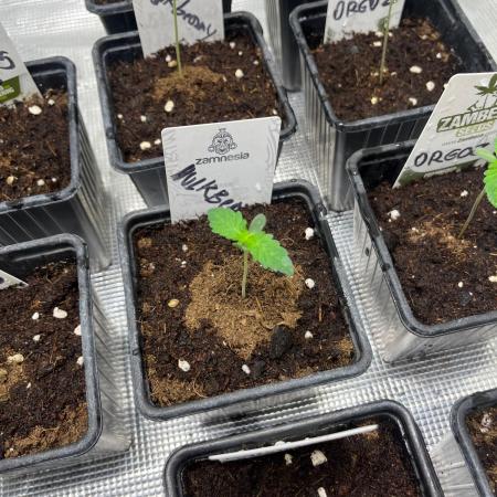 Hulkberry. RoyalQueenSeeds