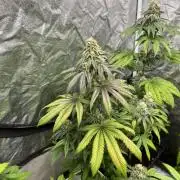 Fishy Zoap. Seedstockers