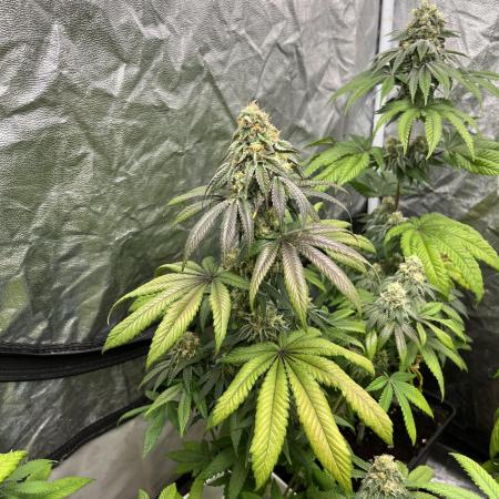 Fishy Zoap. Seedstockers