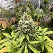 Gomu Gomu Mango. HighBreed