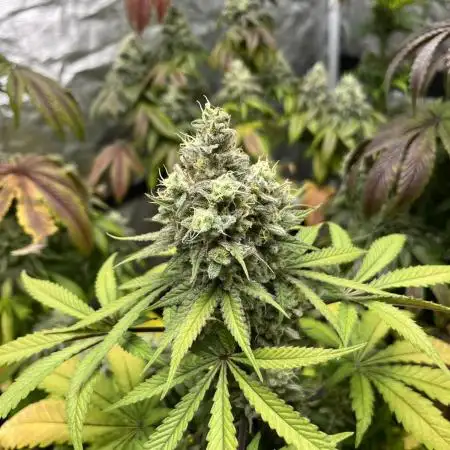 Gomu Gomu Mango. HighBreed