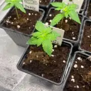 Gorilla Cookies. Seedstockers