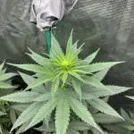 Terp & Tonic. Seedstockers