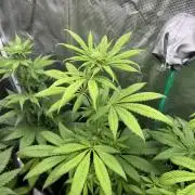 Green Gelato. RoyalQueenSeeds