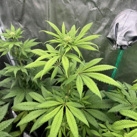 Green Gelato. RoyalQueenSeeds