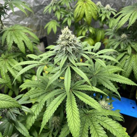 Gomu Gomu Mango. HighBreed