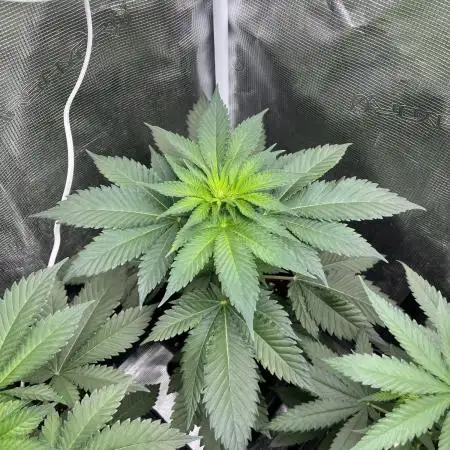 Mistery ¿? . Seedstockers