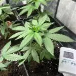 Lemon Mandarin. fastbuds