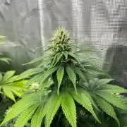 Gorilla Cookies. Seedstockers