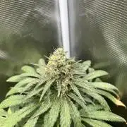 Purple Lemonade FF. Fastbuds