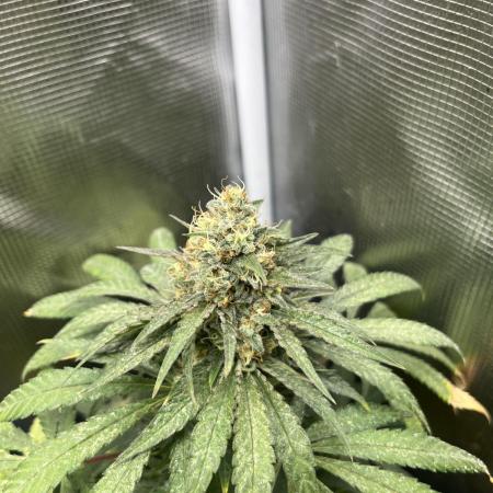 Purple Lemonade FF. Fastbuds