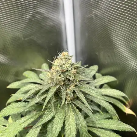 Purple Lemonade FF. Fastbuds