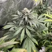 Mandarine Panties. Seedstockers