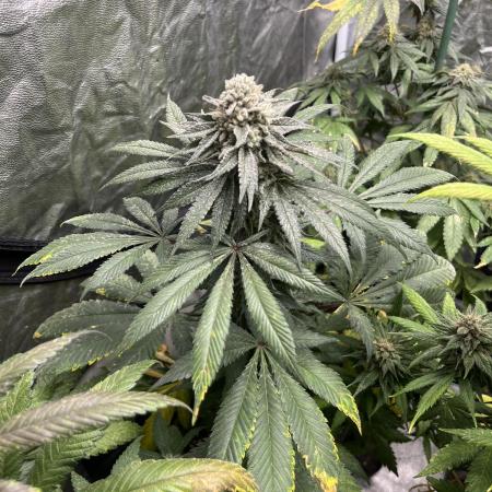 Mandarine Panties. Seedstockers