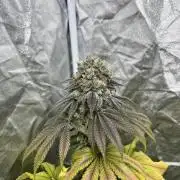 Fishy Zoap. Seedstockers