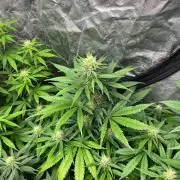 Gelato 41. Seedstockers