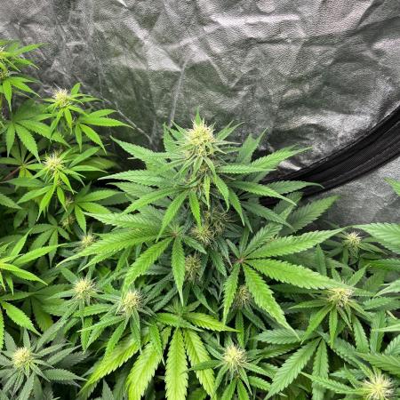 Gelato 41. Seedstockers