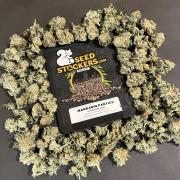 Mandarine Panties. Seedstockers