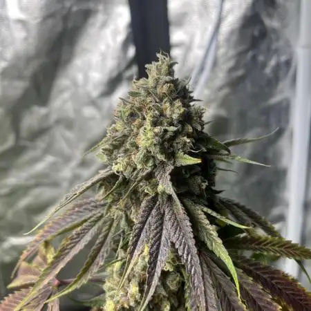 Lemon Cherry Runtz. Fastbuds