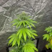 Barcelona Puff. Seedstockers