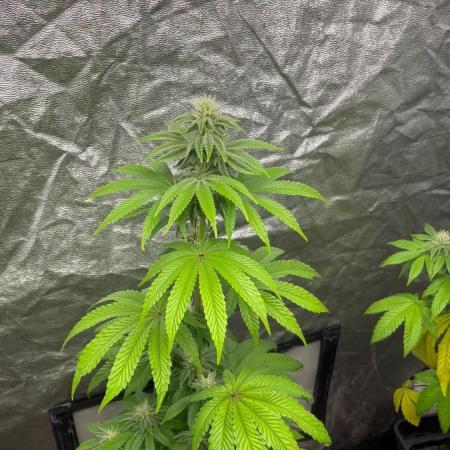 Barcelona Puff. Seedstockers