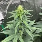 Terp & Tonic. Seedstockers