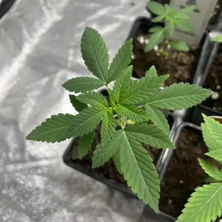 Lemon Mandarin. fastbuds
