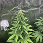 Terp & Tonic. Seedstockers