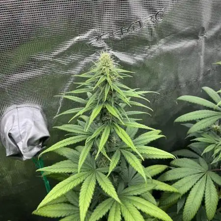 Terp & Tonic. Seedstockers