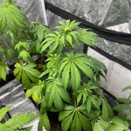 Barcelona Puff. Seedstockers