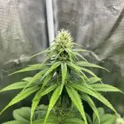 Toad Venum. Growers Choice