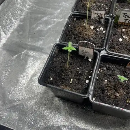Gelato 44. RoyalQueenSeeds