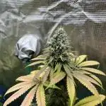 Permanent Maker. Seedstockers