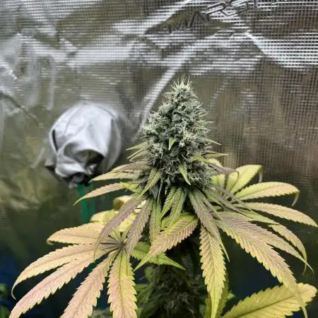 Permanent Maker. Seedstockers