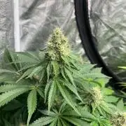 Zoap Rose. Kannabia Seeds Company