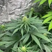 Sherbet Jedi Joint. HighBreed