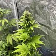 Green Gelato. RoyalQueenSeeds