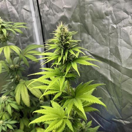 Green Gelato. RoyalQueenSeeds