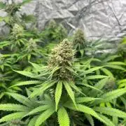 Sherbet Jedi Joint. HighBreed