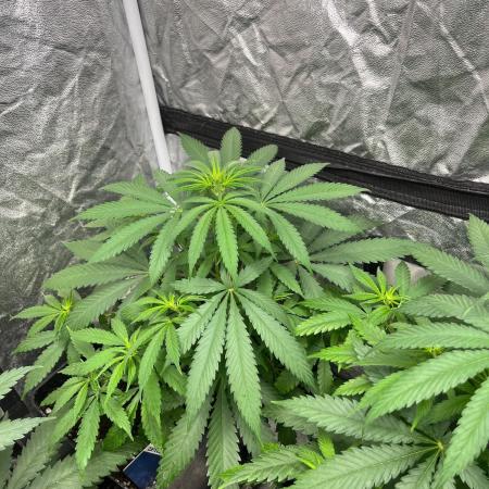 Gelato 41. Seedstockers