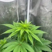 Toad Venum. Growers Choice