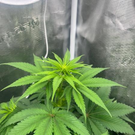 Toad Venum. Growers Choice