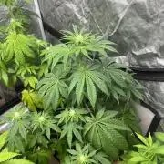 Barcelona Puff. Seedstockers