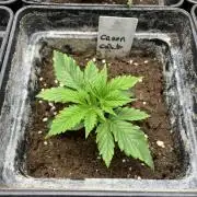 Green Gelato. RoyalQueenSeeds