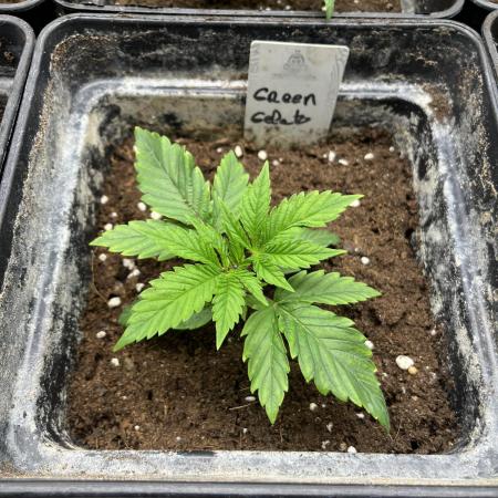 Green Gelato. RoyalQueenSeeds