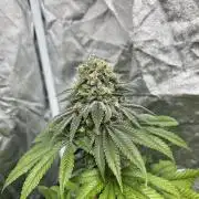 Fishy Zoap. Seedstockers